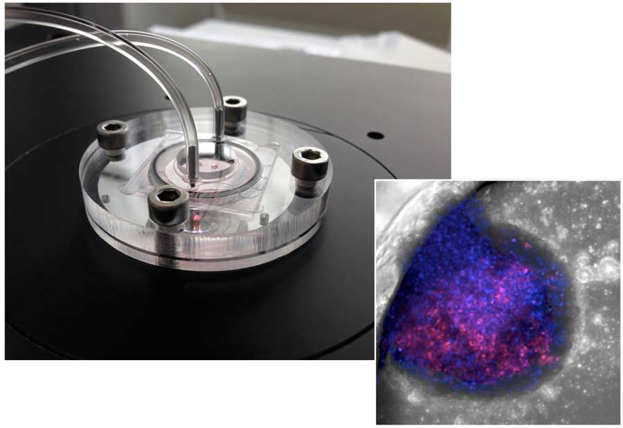 Experiments with Liver-On-Chip Technology Could Lead to Reduction in Animal Testing