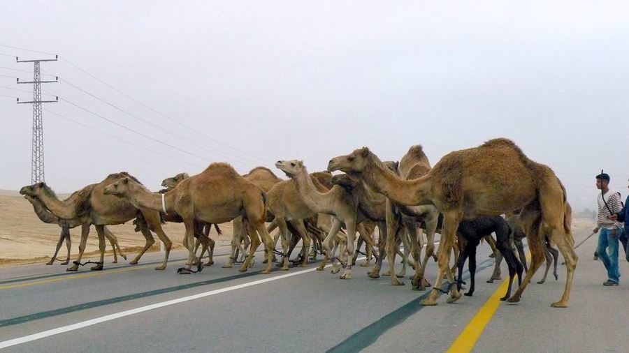 Roaming Camels Have Hotline In Southern Israel