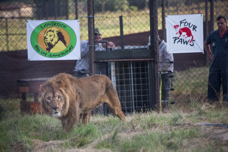 Iraqi, Syrian Lions Given New Home In South Africa Sanctuary