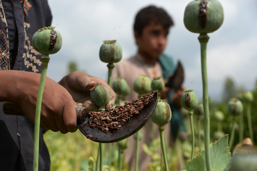 Afghanistan’s Illicit Opium Trade Shows No Signs Of Abating