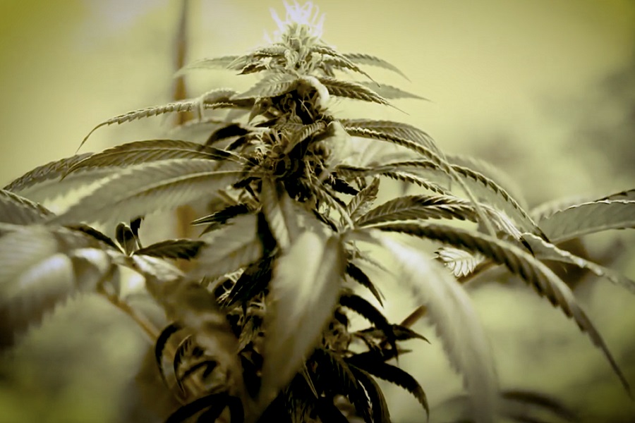 Israeli Ministry of Health: 565 Farms Apply to Grow Medical Cannabis