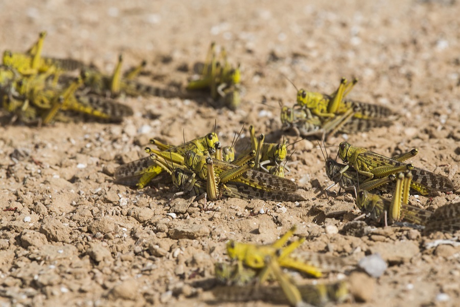 Speak Of The Bible: Locust Swarms Imminent In Egypt, Saudi Arabia