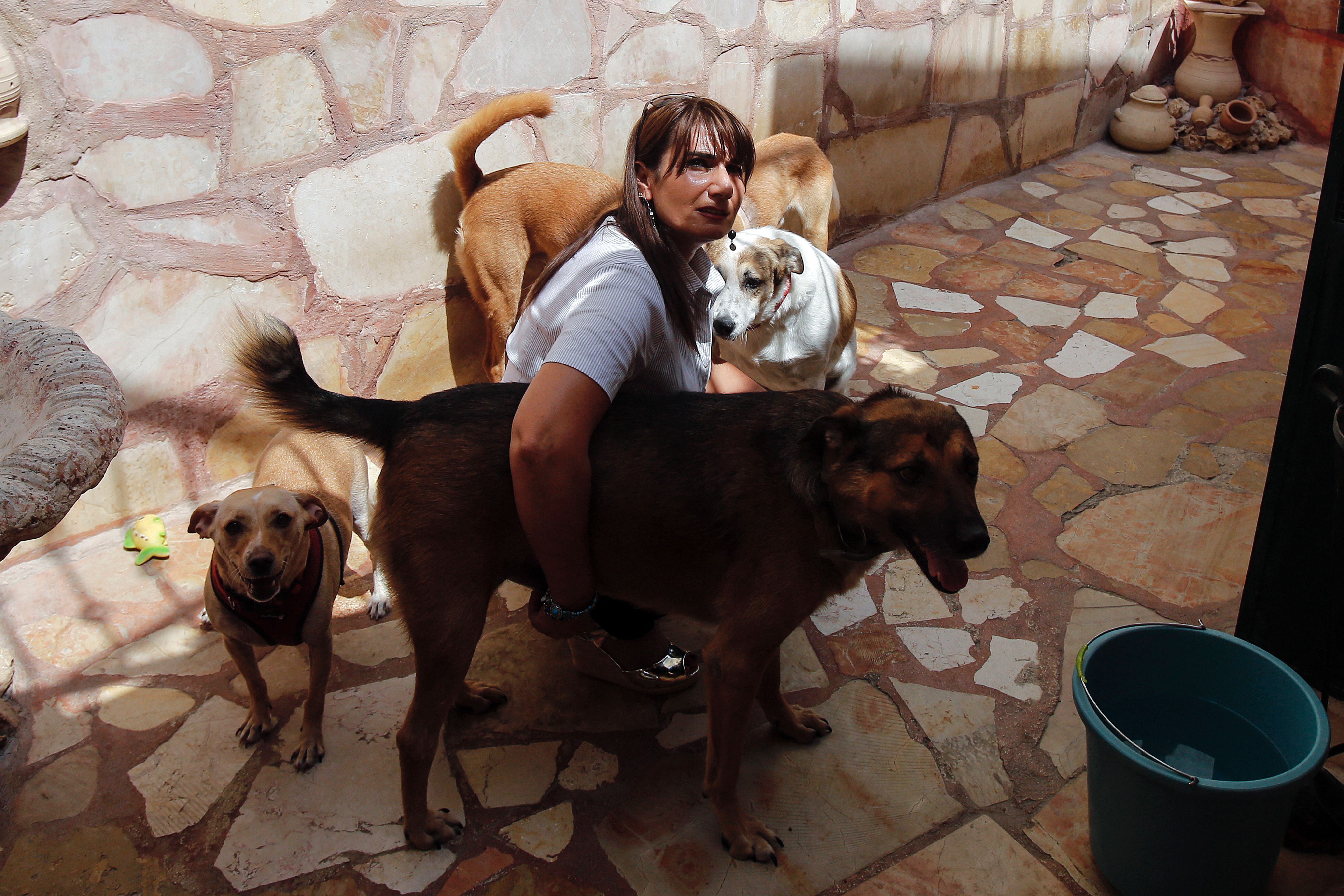 Poisoned Animals Caught In Palestinian Bureaucratic Net