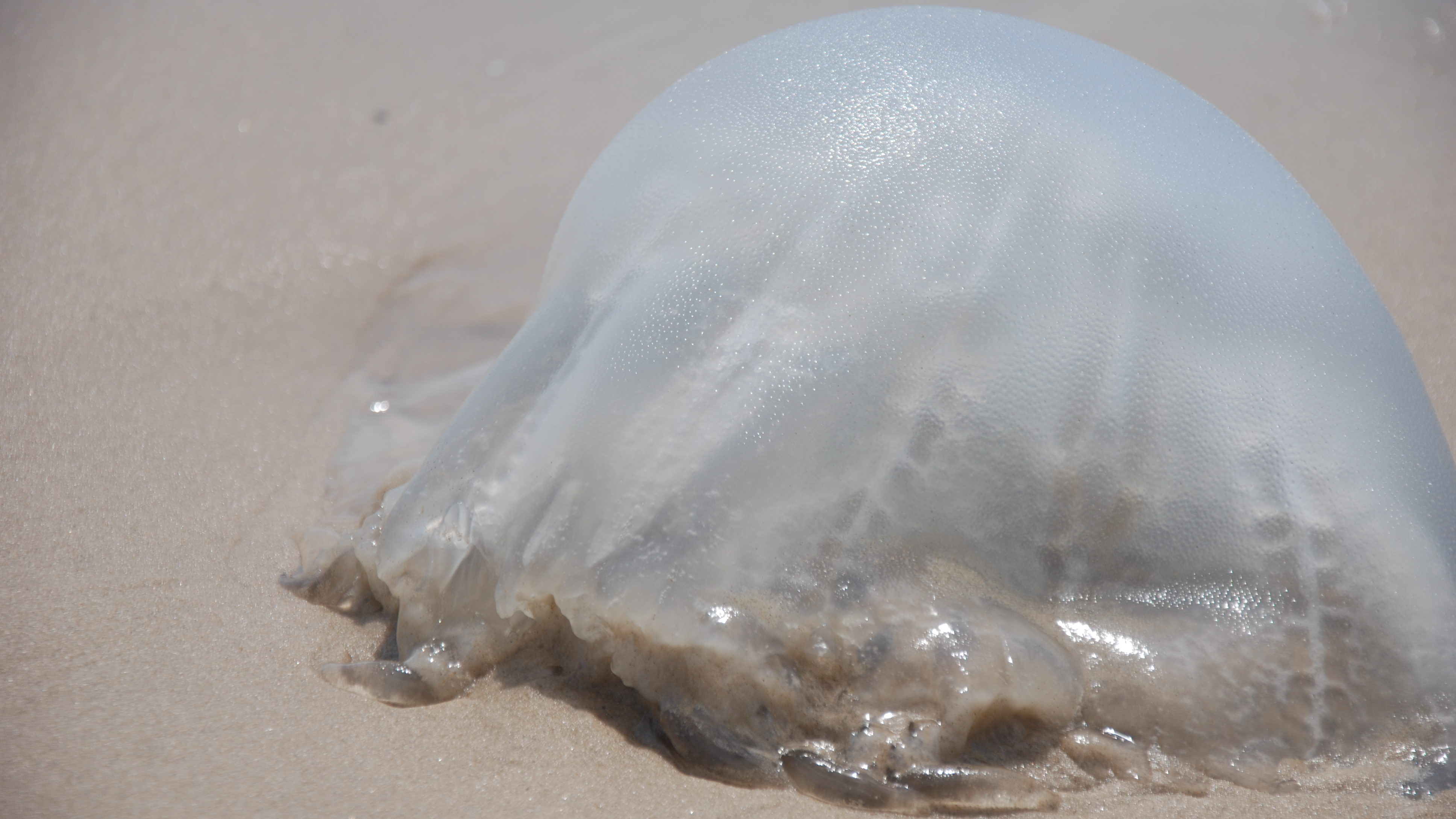 Scientists Try Using Mucus from Jellyfish to Clean the Seas (with VIDEO)