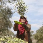 A Palestinian woman throws freshly harvested olives into a pile in the West Bank village of Burin in October 2018. (Issam Rimawi/Anadolu Agency/Getty Images)
