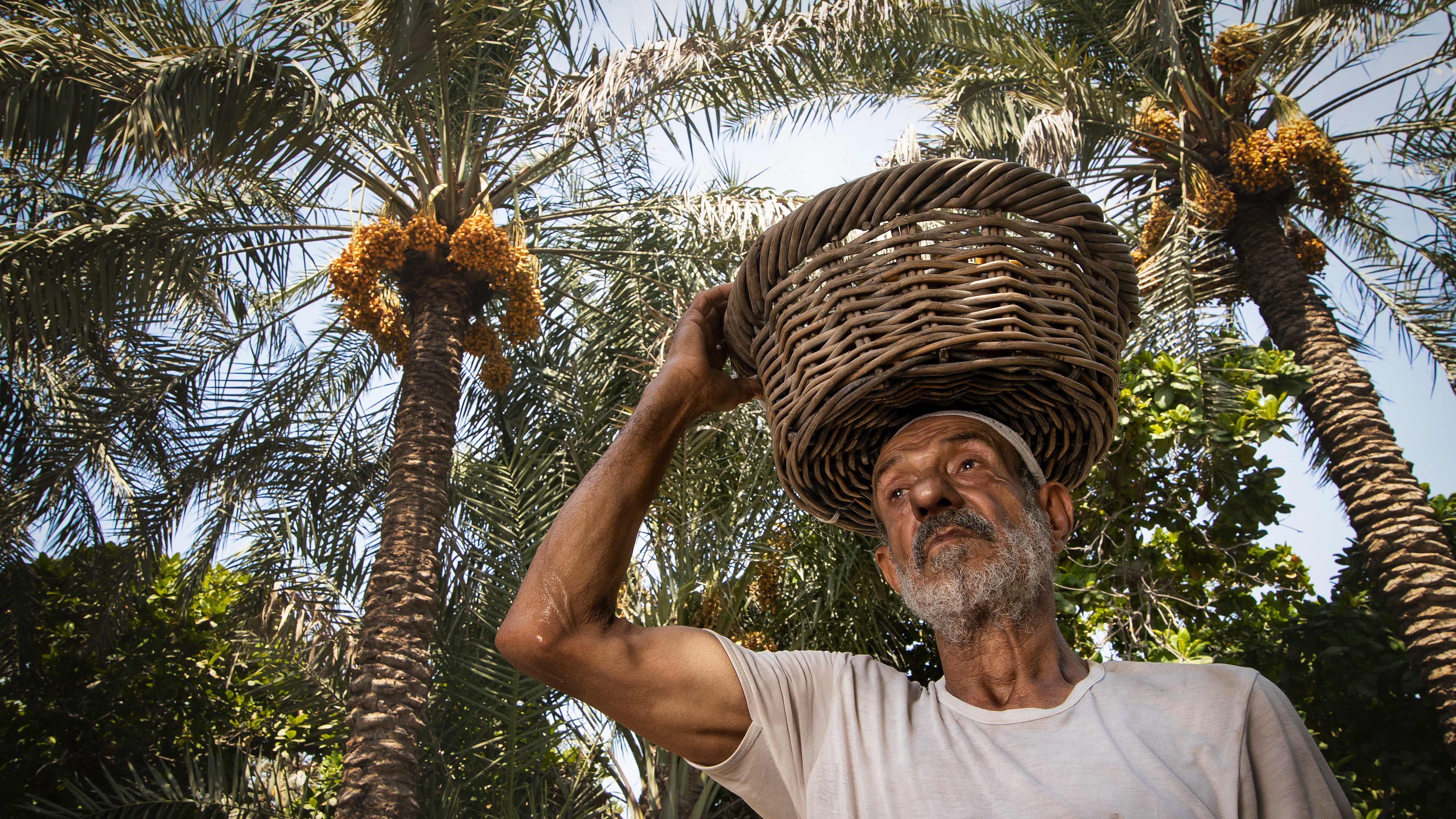 Dates: The Kingdom’s ‘Sweet Oil’