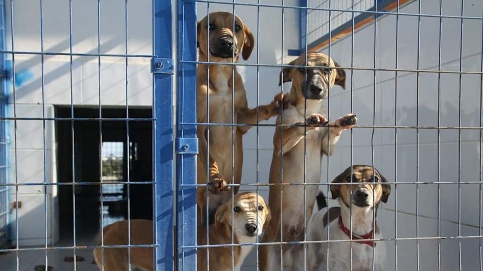 Famagusta Shelter Open Day