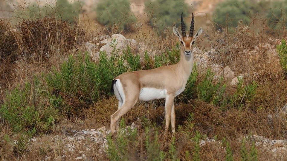 The Secret Life of Israel’s Wild Mammals