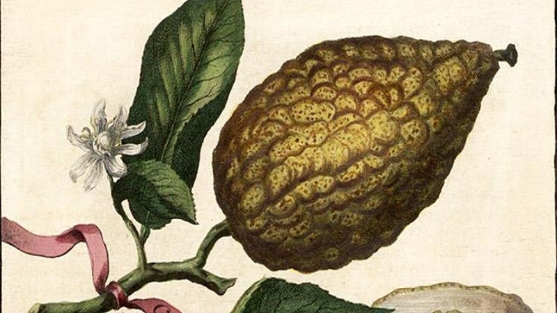 The Saga of the Citron: Historical and Global Perspectives