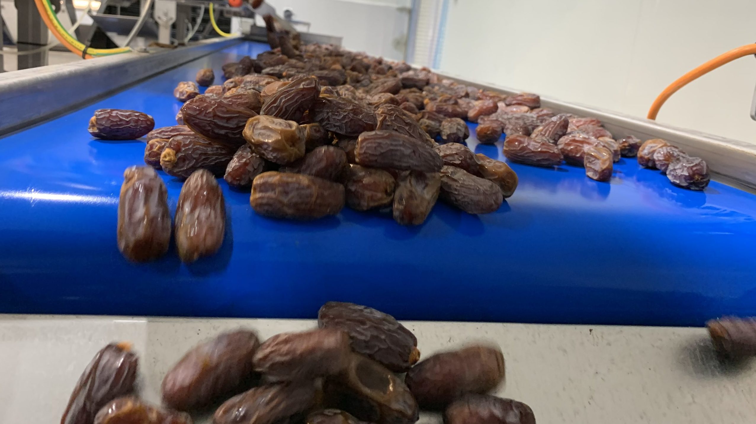Have a Date! Growing Business Boosts Desperate Palestinian Economy (VIDEO REPORT)