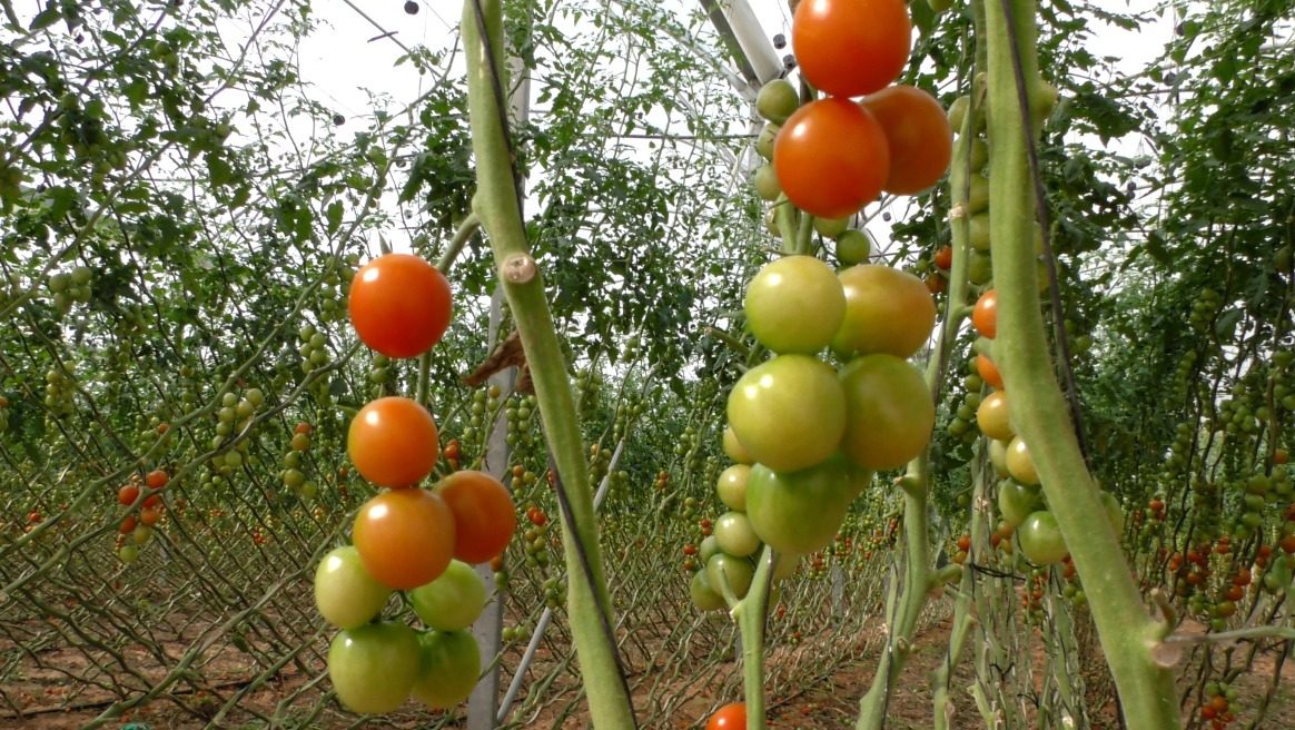 Save the Tomato: Israeli Scientists Fight Devastating Plant Disease (VIDEO REPORT)