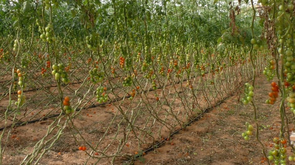 Save the Tomato: Israeli Scientists Fight Devastating Plant Disease