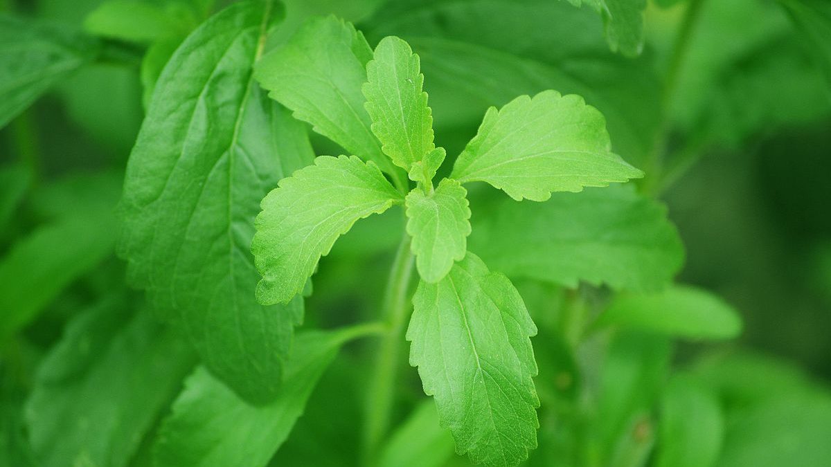 Could Stevia Be Bad for Your Health? New Study Raises Red Flag