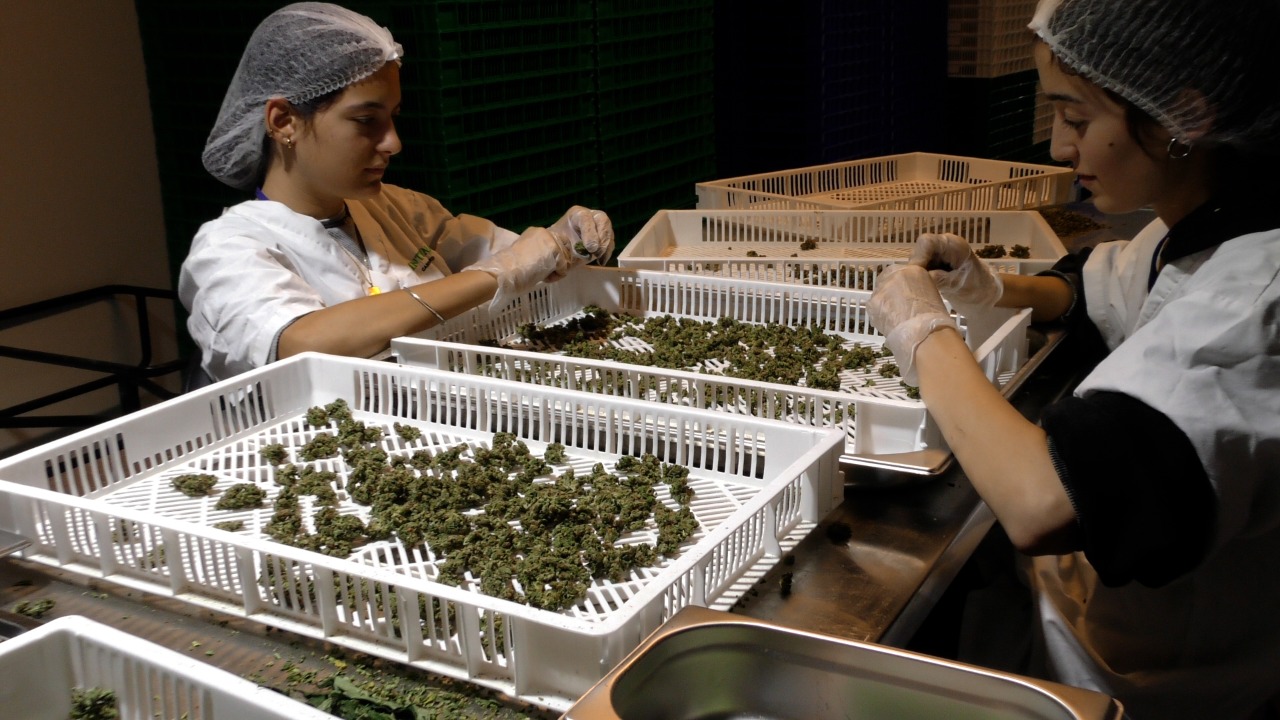 Israel’s Cannabis Industry Prepares for Legalization (with VIDEO)