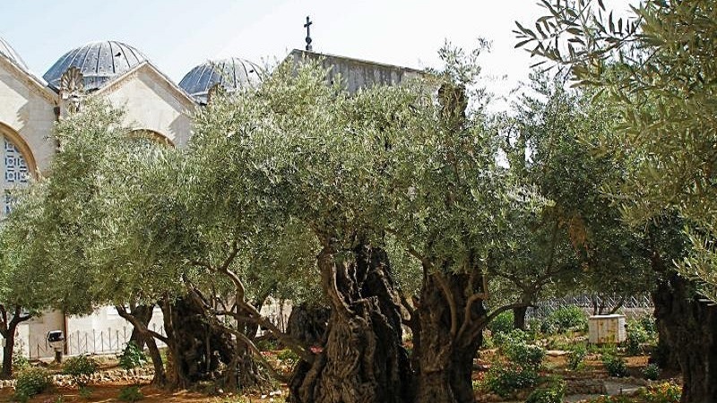Virtual Tour: In Jesus’ Footsteps at the Mount of Olives