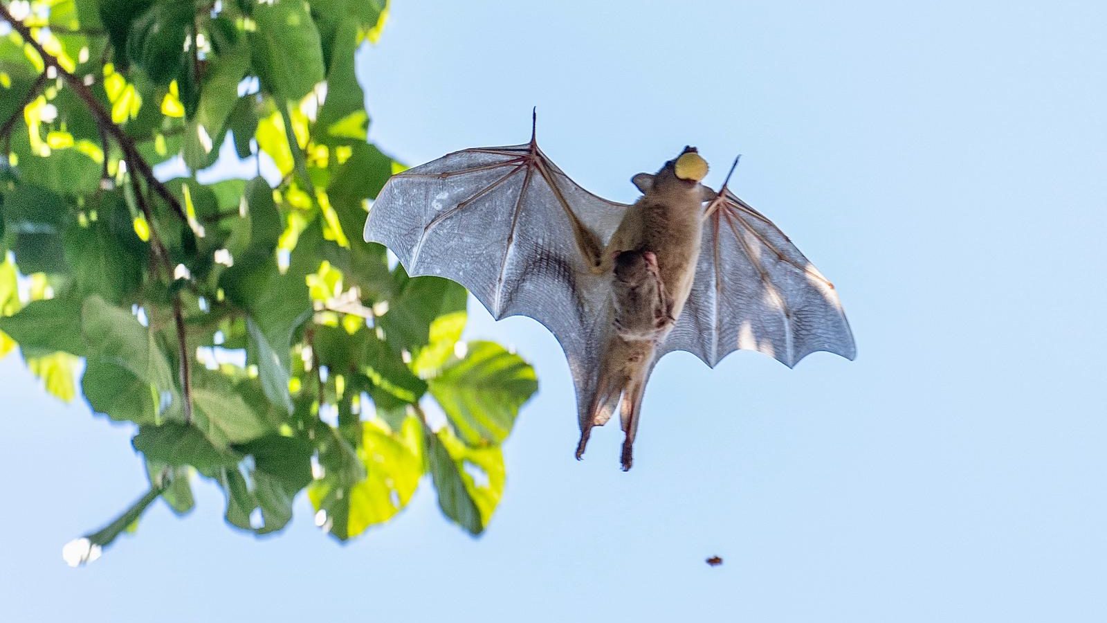 Fruit Bats Practice Social Distancing, Too
