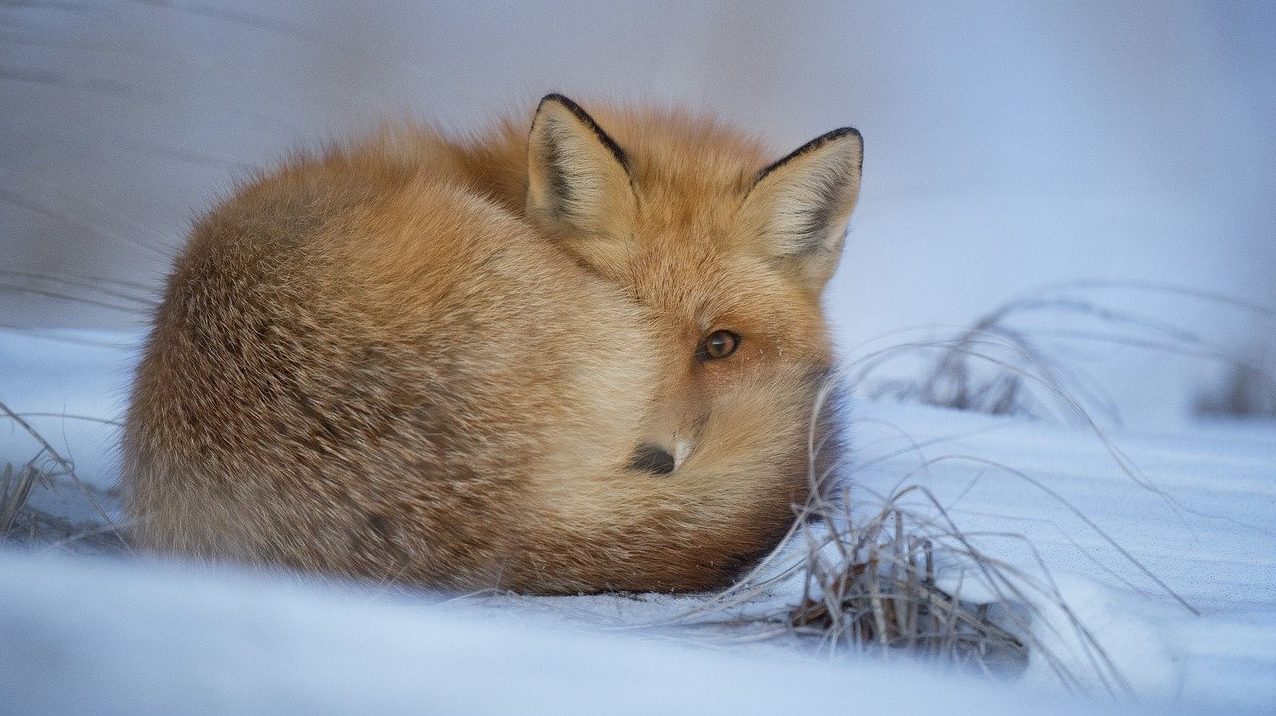 Israel Becomes 1st Country to Ban Sale of Fur