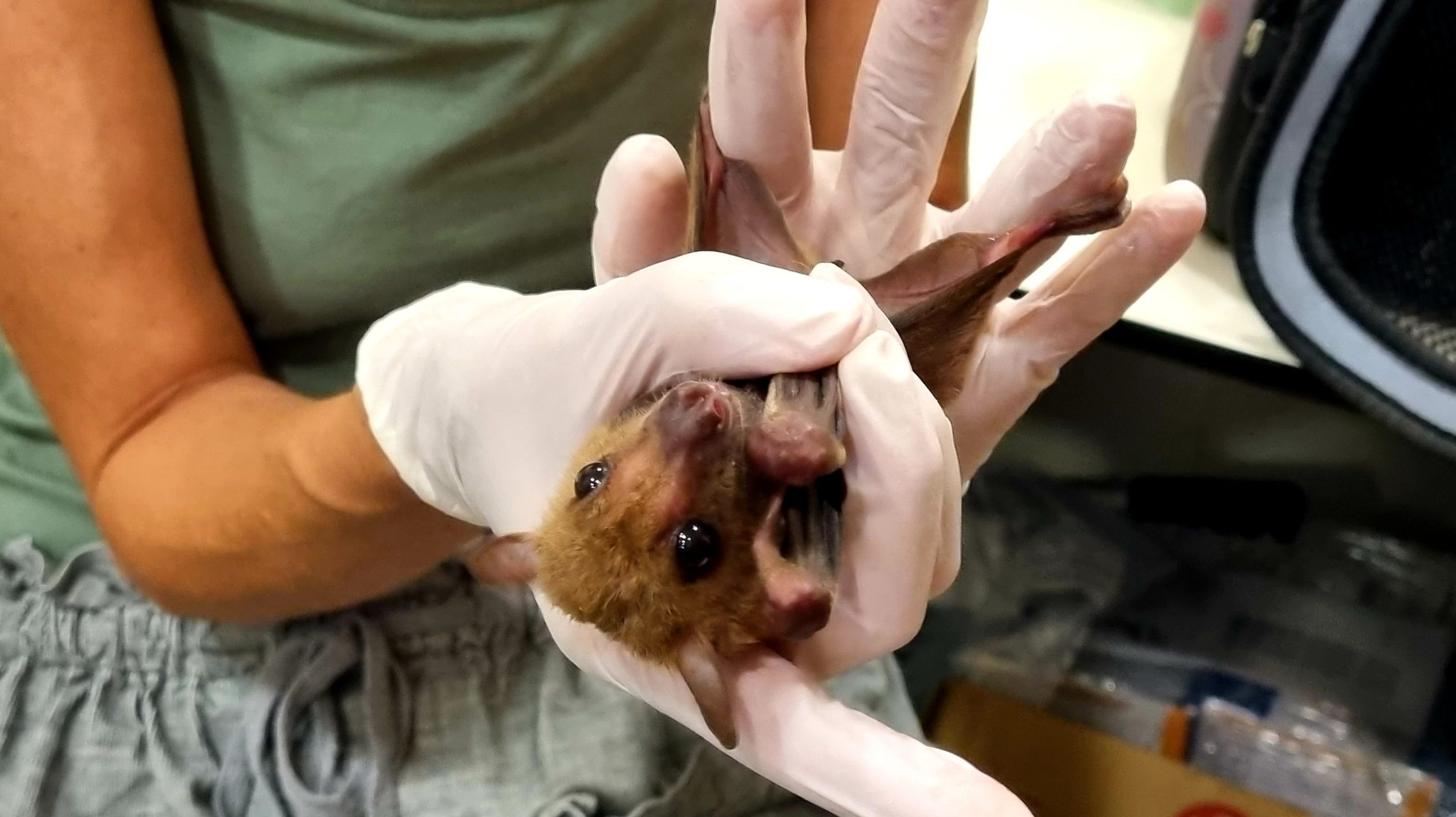 COVID-19 Not Connected to Bats, Israeli Biologists Say (with VIDEO)