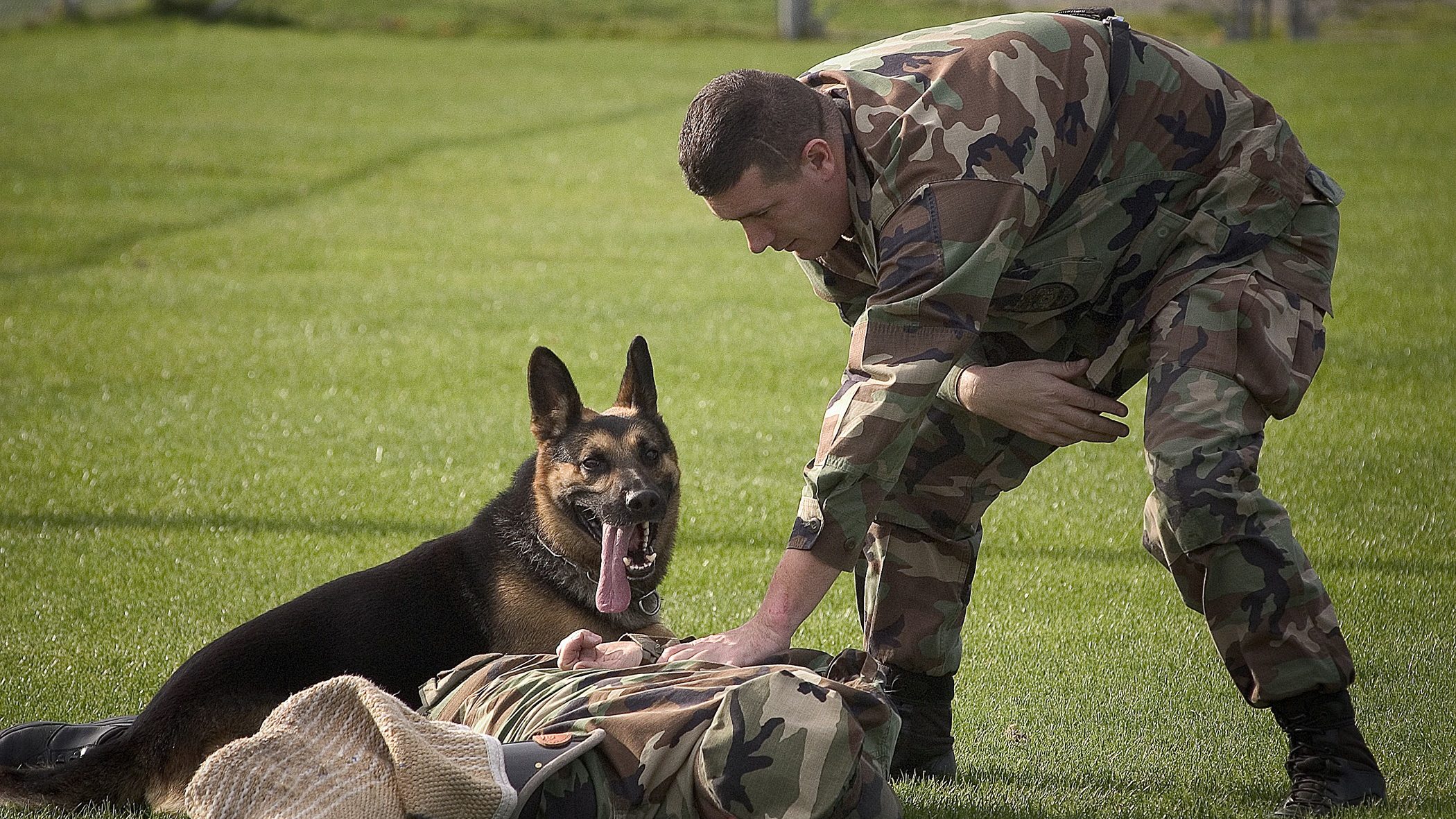 Dog Team Is Sniffing Its Way Through Iraq Searching for ISIS Mines