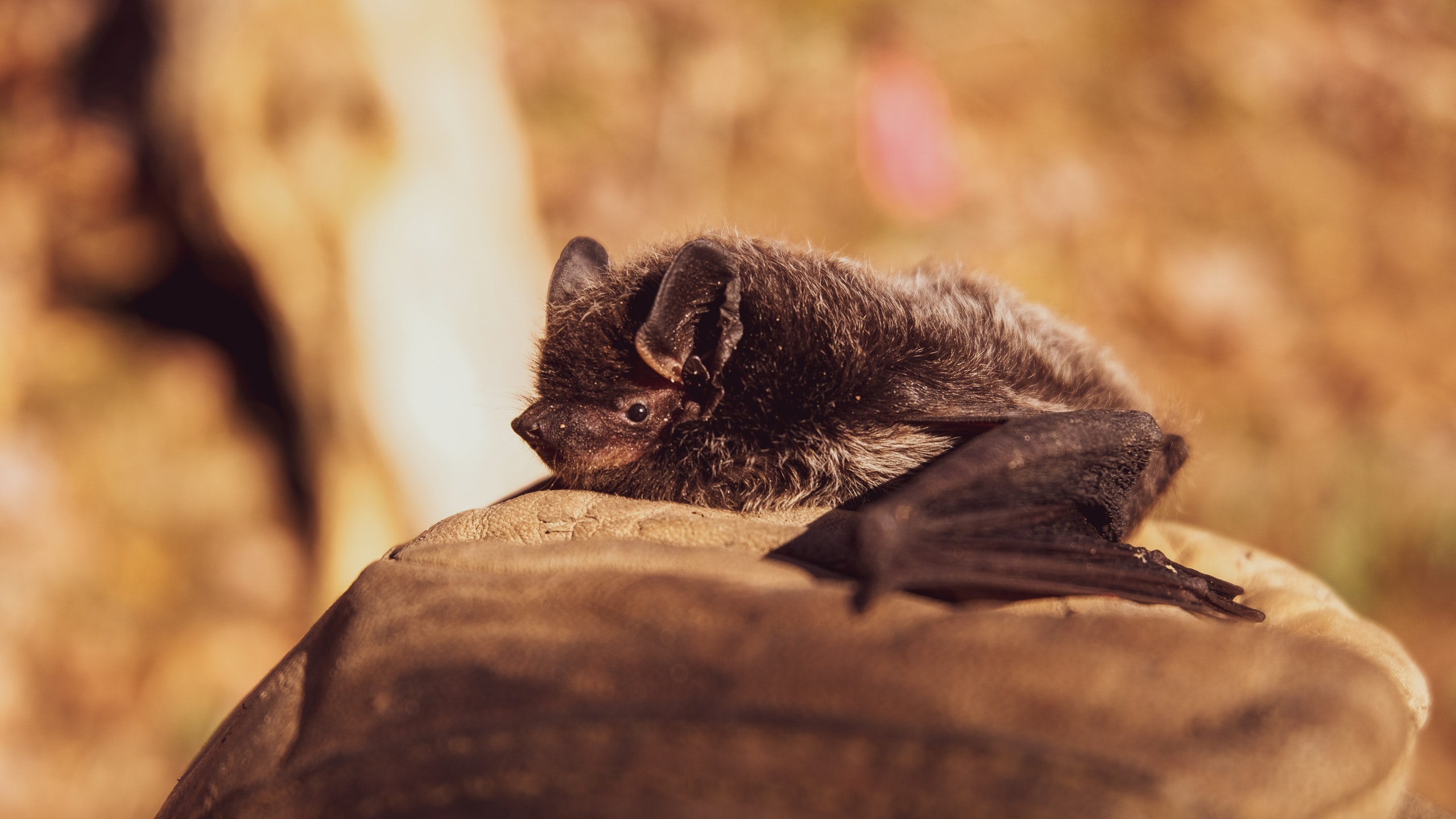 Don’t Blame Bats for COVID-19, Israeli Biologists Say (VIDEO REPORT)