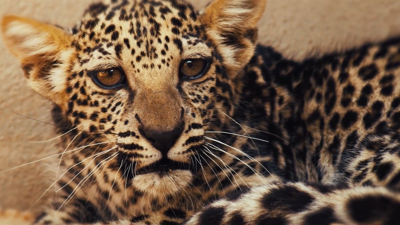 It’s a Girl! Saudi Arabia Announces Birth of Critically Endangered Leopard