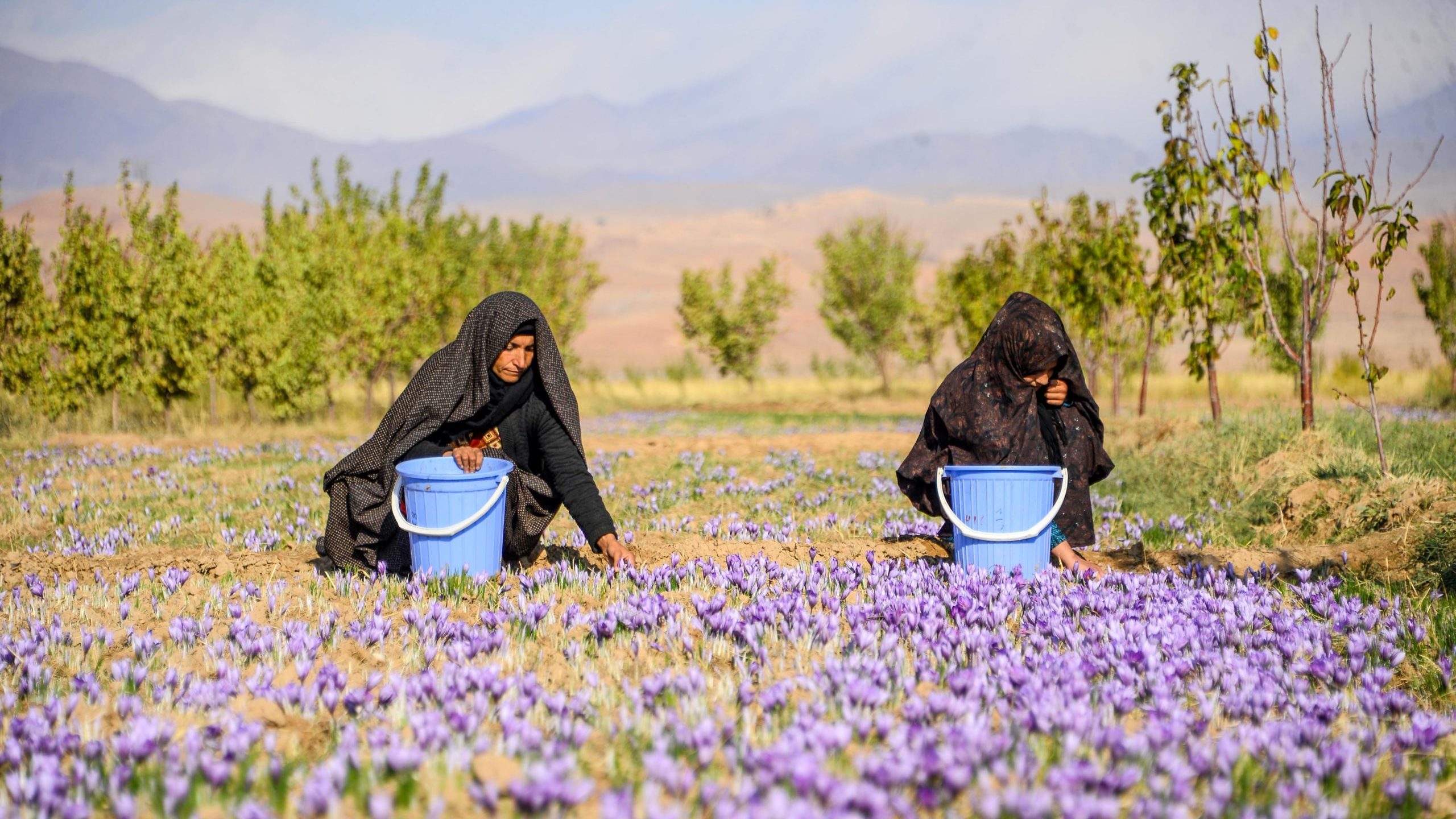 Afghanistan’s Saffron Growers Worried Taliban Will Ban Heavily Female Workforce