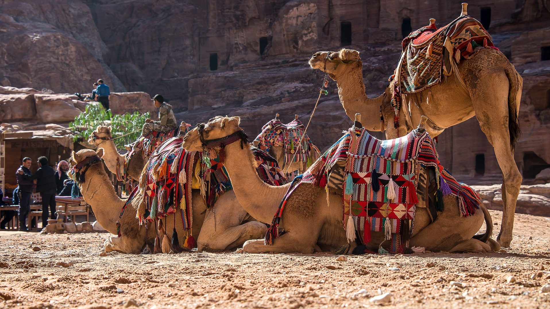 World’s Largest Camel Festival Is Coming to Saudi Arabia