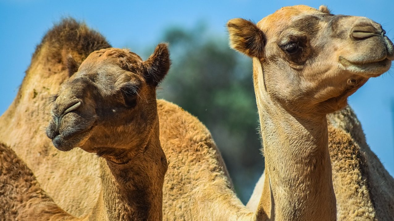 Saudi Man Gifts Pair of Camels to American Man Who Hosted His Son