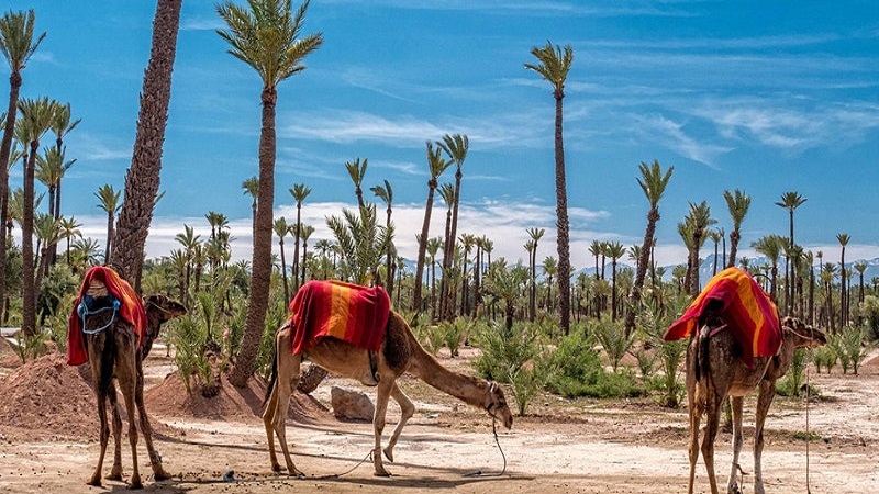 Marrakech Camel Ride in the Palm Grove – Virtual Live Tour