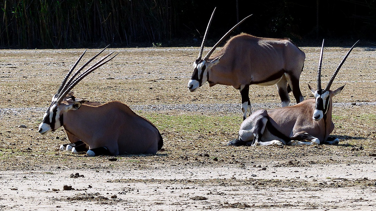 UAE Sends 60 Arabian Oryxes to Jordan in Effort To Save Vulnerable Species
