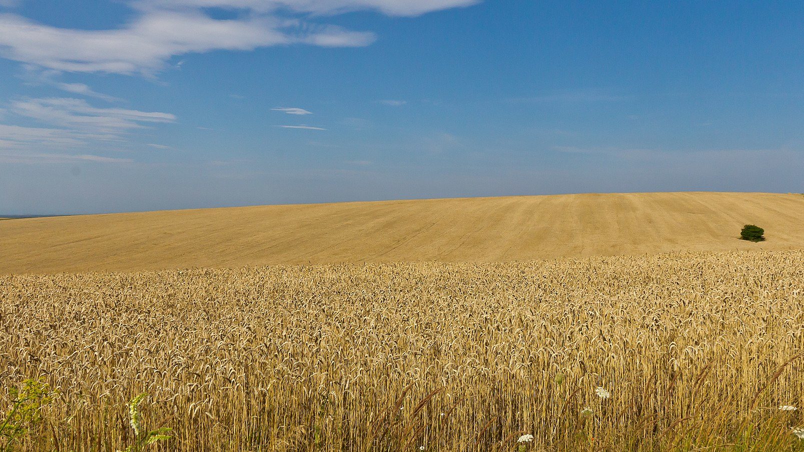 300,000 Metric Tons of Wheat Bought by Egypt Stuck in Ukraine