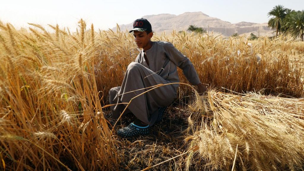 After Russia Invades Ukraine, Egypt Looks to Diversify Sources for Wheat  