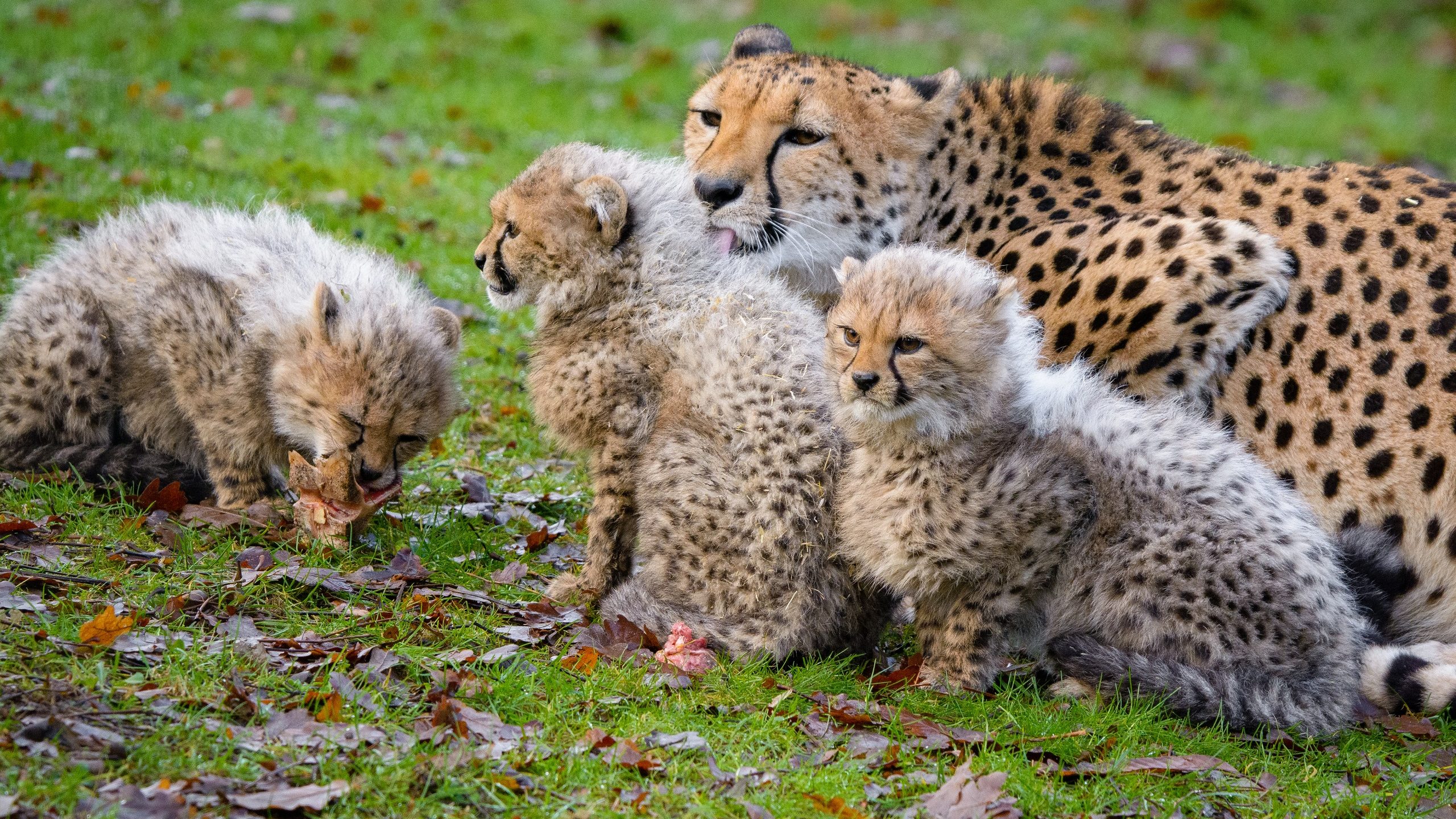 1st Asiatic Cheetahs Born in Captivity Delivered in Iran - The Media Line