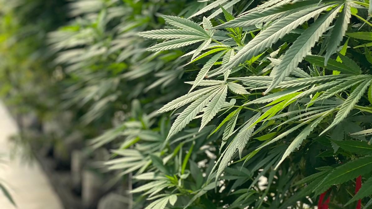 Israeli Company Creates ‘Stable and Uniform’ Cannabis Seeds for 1st Export