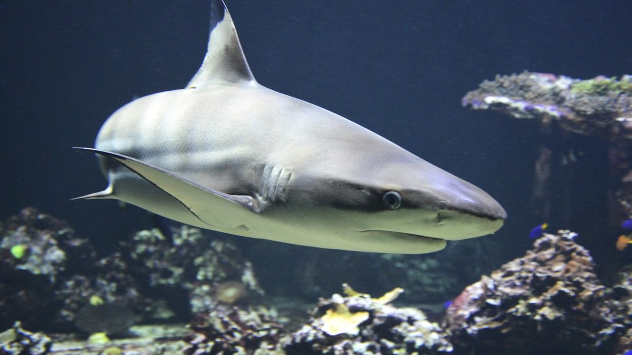 Sharks Kill 2 Tourists on Egypt’s Red Sea Coast