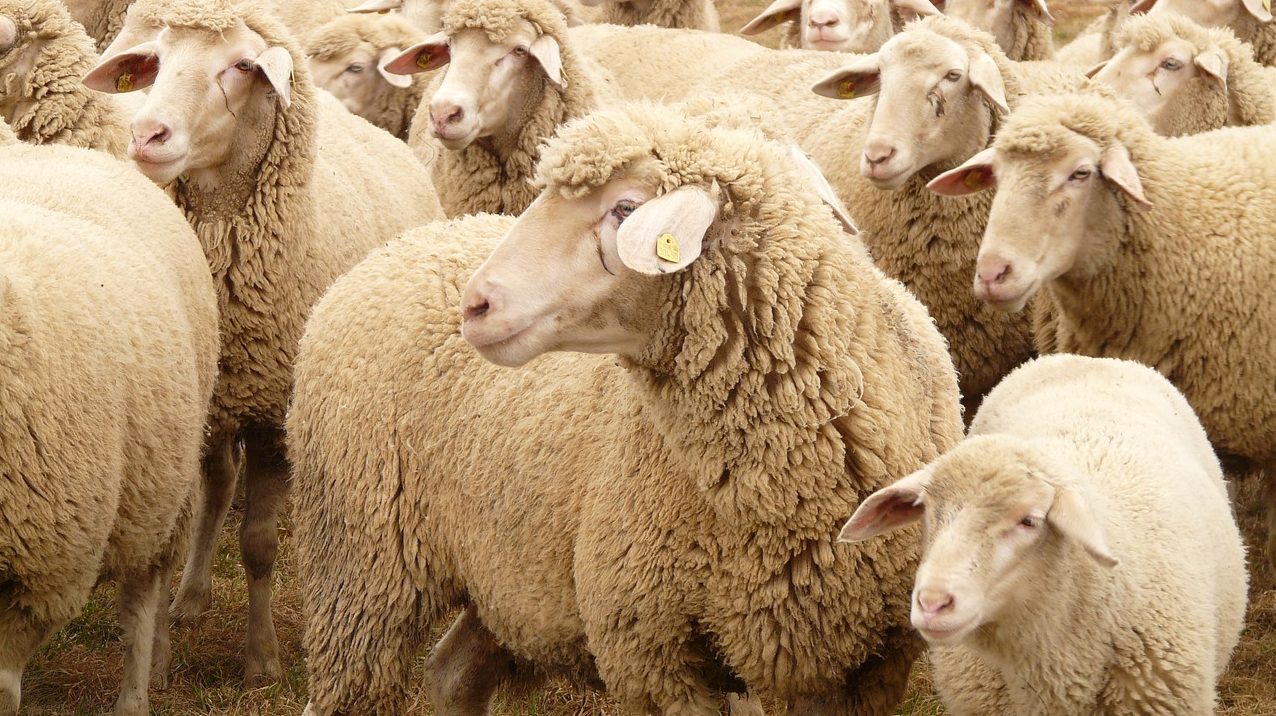 Over 400,000 Sheep Slaughtered in Saudi Arabia for Hajj, Meat Donated to Poor