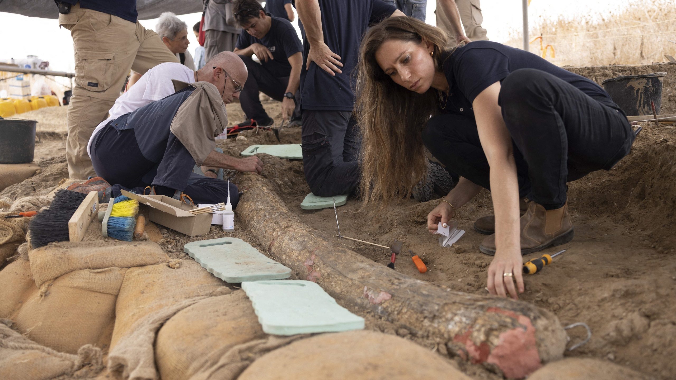 500,000-year-old Elephant Tusk Unearthed in Central Israel