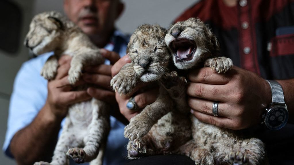 Day-old Lion Cubs Go on Display at Gaza City Zoo