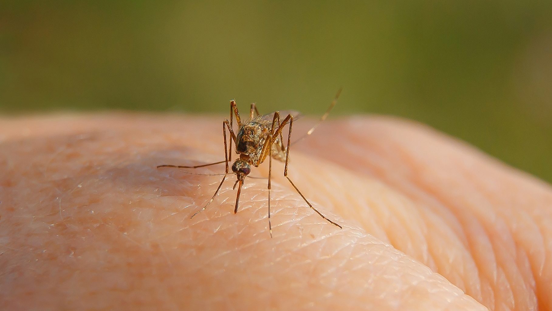 Israel Finds Mosquitoes Infected With West Nile Virus
