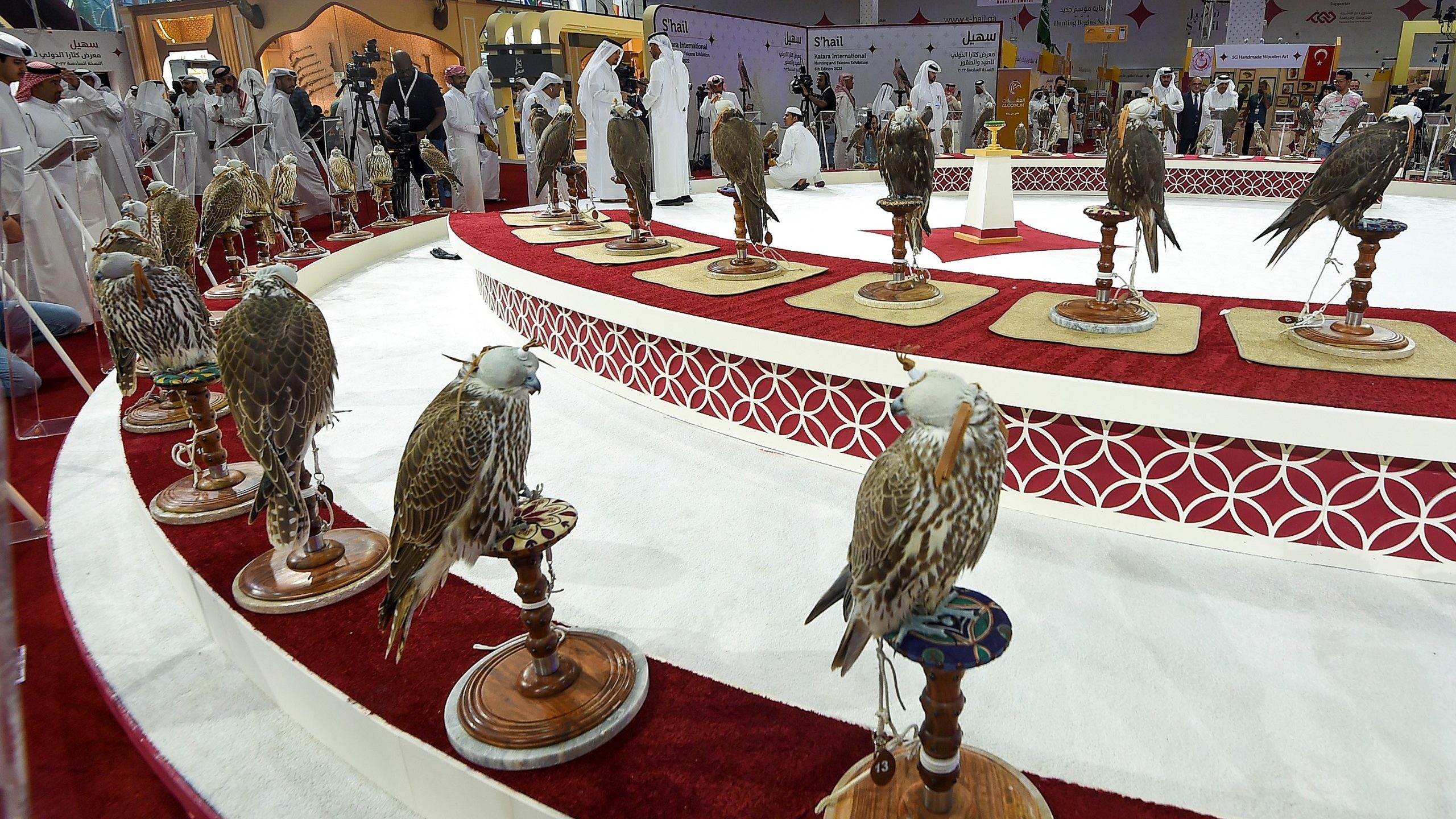 Qatar: Falcon Festival Fêtes Fast-flying Fowl for Ferocious Feats