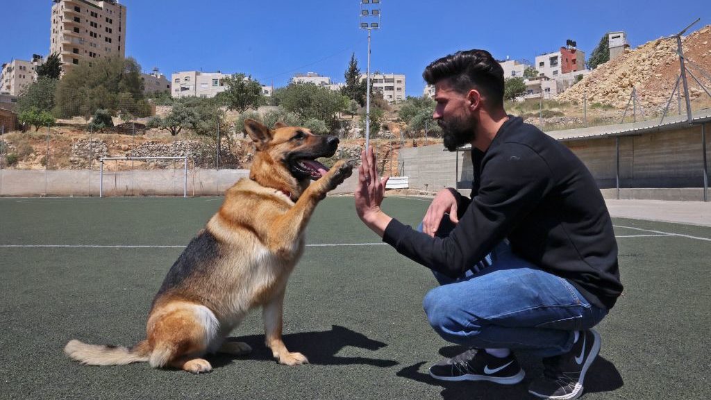 Hebron Blogger Shows TikTok Viewers That It’s a Dog’s Life