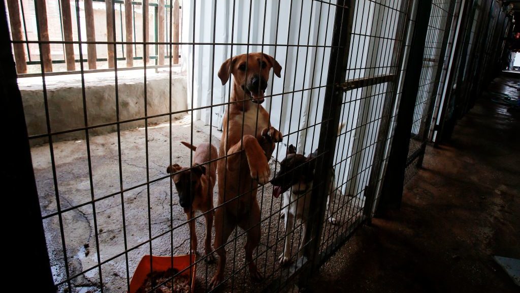 Mayor of Hebron Offers About $5 for Every Stray Dog Killed