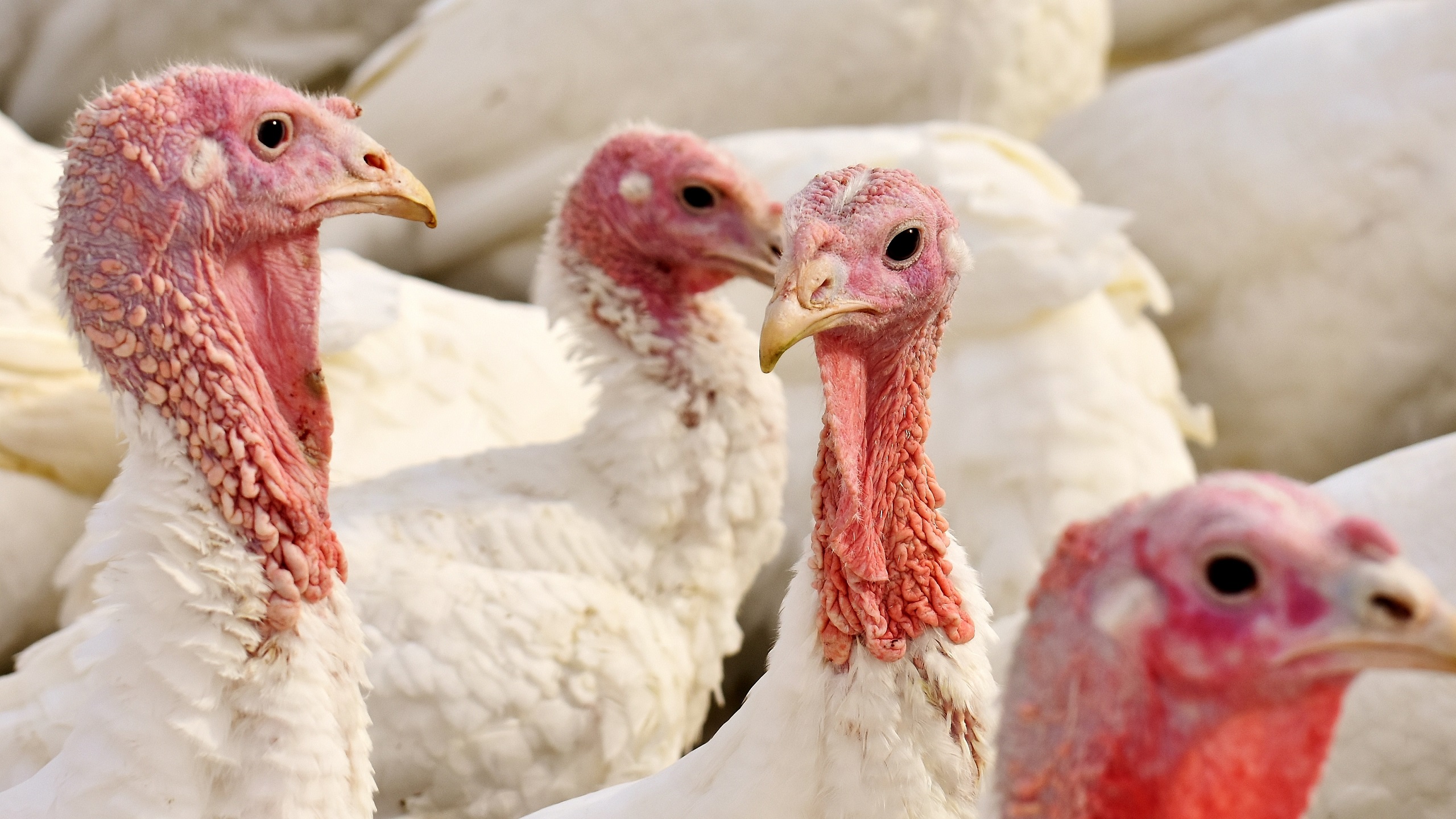Bird Flu Found on Turkey Farm in Israel