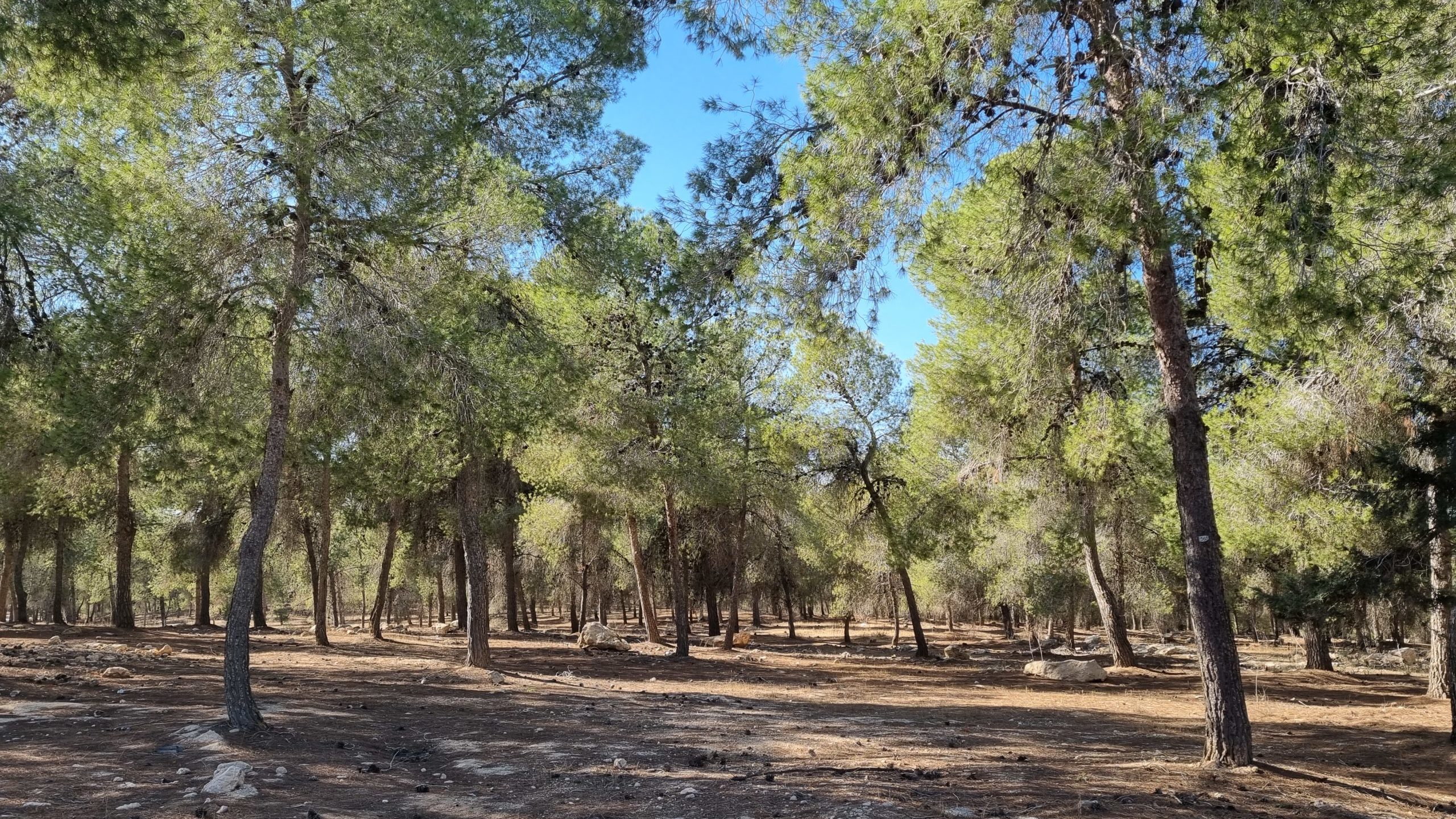 How KKL-JNF Plans To Save Israel’s Largest Planted Forest