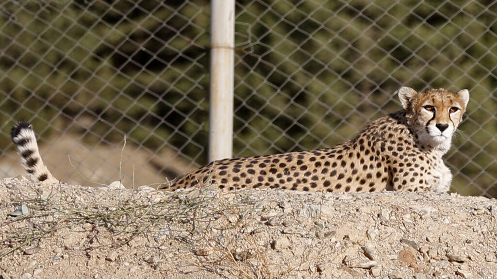 Iran’s Sole Surviving Endangered Asiatic Cheetah Cub Dies of Kidney Failure