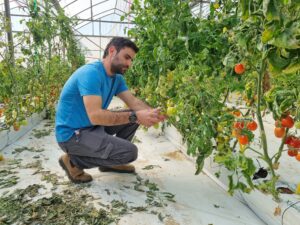 Israelienii creează roșii adaptate secetei