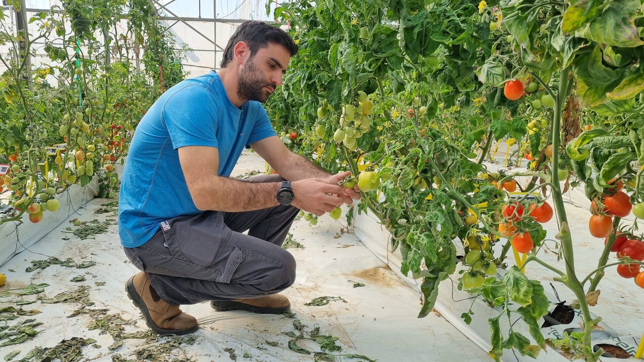 Israeli Scientists Develop Drought-Resistant Tomatoes To Combat Climate Change Impact