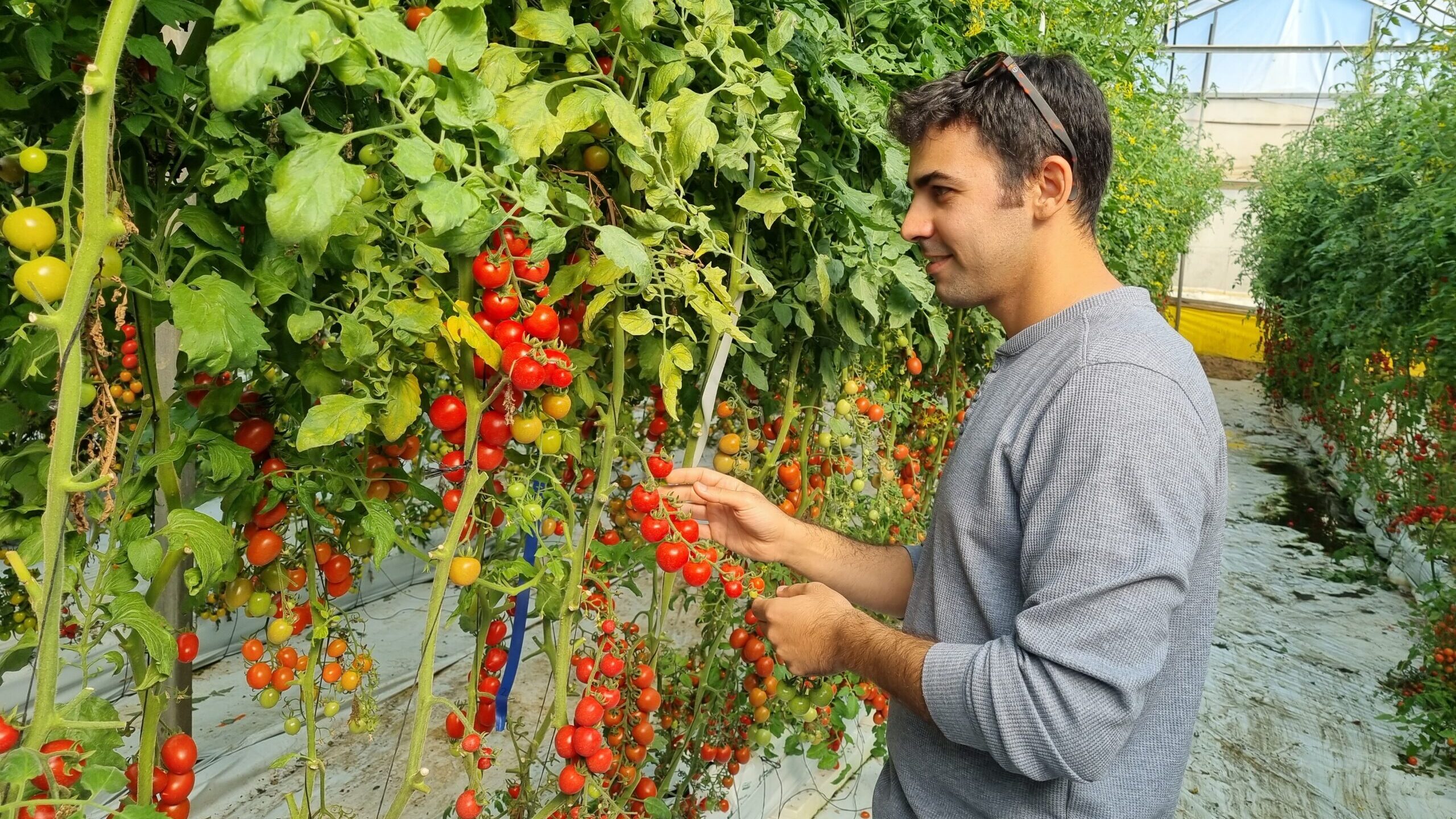Israeli Scientists Develop Drought-Resistant Tomatoes in Response to Climate Change