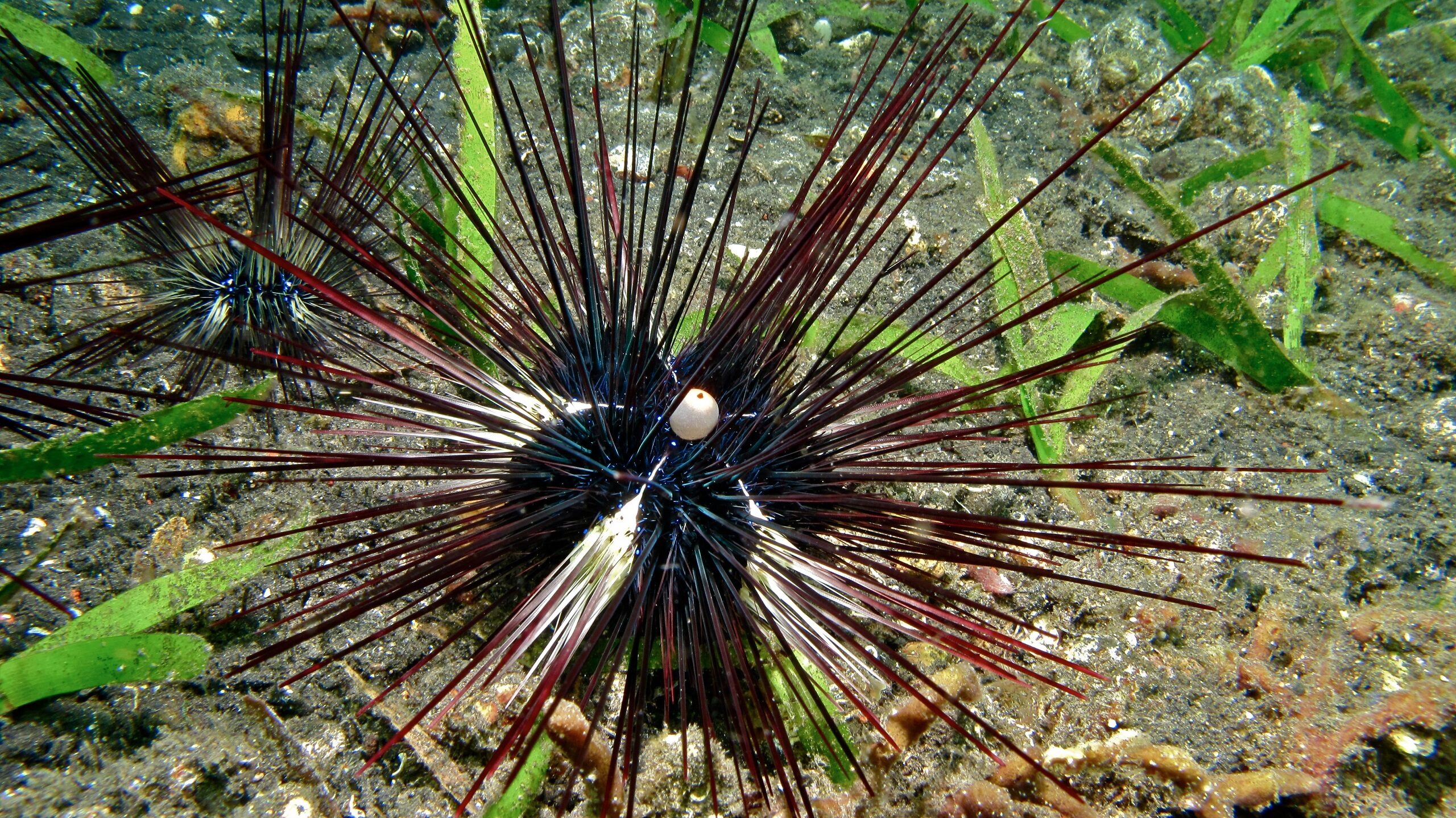 Sea Urchin Die-Off Threatens Red Sea Coral Reefs, Israeli Scientists Say