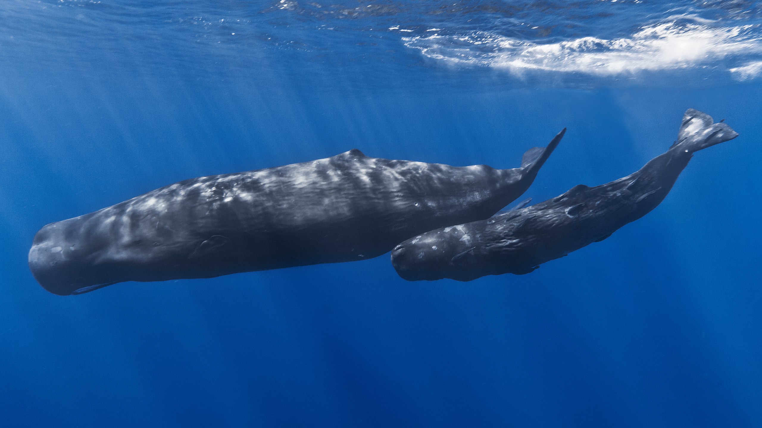 Cetacean Sensation: Study Finds Endangered Marine Mammals in Israeli Waters